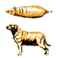 Pet Nutrition and Diet, Grossly Obese